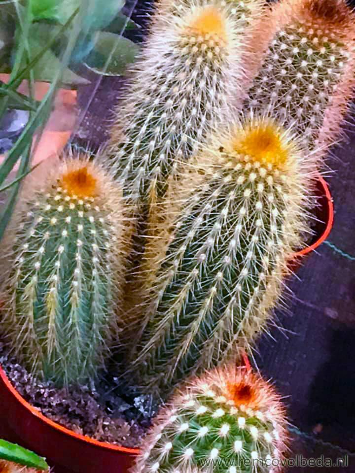 nieuw assortiment diverse cactussen